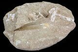 Fossil Plesiosaur (Zarafasaura) Tooth In Sandstone - Morocco #70316-2